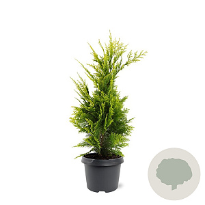 Chamaecyparis l. 'Yvonne' 40-50 cm 3,0L