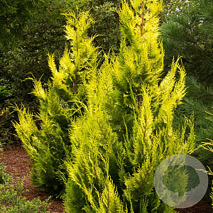 Chamaecyparis l. 'Yvonne' 40-50 cm 3,0L