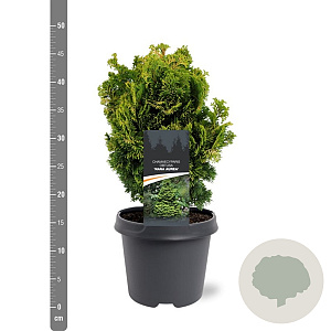 Chamaecyparis o. 'Nana Aurea' 25-30 cm 5,0L