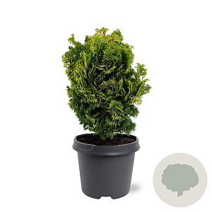 Chamaecyparis o. 'Nana Aurea' 25-30 cm 5,0L