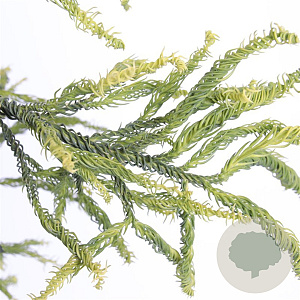 Cryptomeria j. 'Kyara Gold' 50-60 cm 3,0L