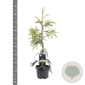 Cryptomeria j. 'Kyara Gold' 50-60 cm 3,0L