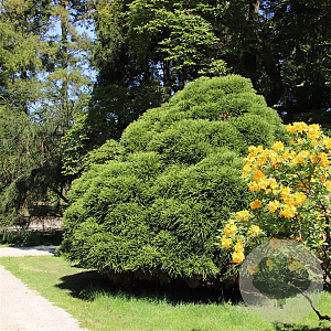 Cryptomeria j. 'Little Champion' 30-40 cm 5,0L