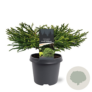Cryptomeria j. 'Little Champion' 30-40 cm 5,0L