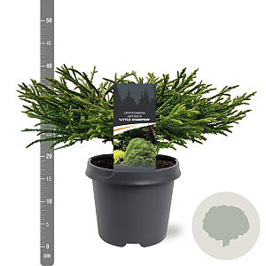 Cryptomeria j. 'Little Champion' 30-40 cm 5,0L
