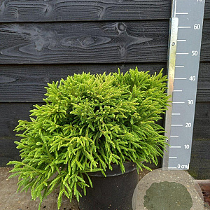 Cryptomeria j. 'Little Diamond' 25-30 cm 7,5L