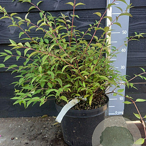 Deutzia purp. 'Kalmiiflora' 40-50 cm 7,5L