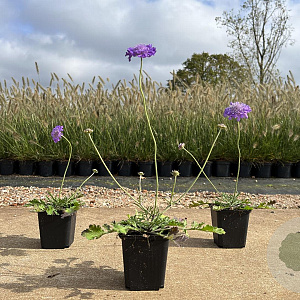 Scabiosa col. 'Butterfly Blue' GM P9