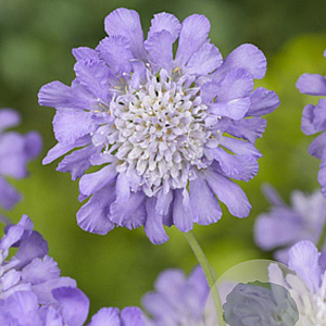 Scabiosa col. 'Butterfly Blue' GM P9