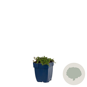 Thymus praecox 'Red Carpet' GM  P11