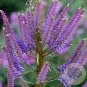 Veronicastrum virg. 'Fascination' GM P9