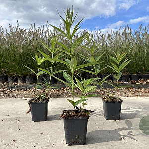 Veronicastrum virg. 'Fascination' GM P9