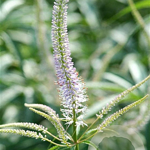 Veronicastrum virg. 'Fascination' GM P9