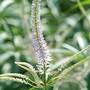 Veronicastrum virg. 'Fascination' GM P9