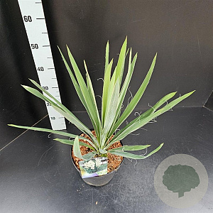 Yucca filamentosa 30-40 cm 5,0L