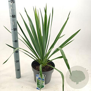 Yucca filamentosa 30-40 cm 5,0L