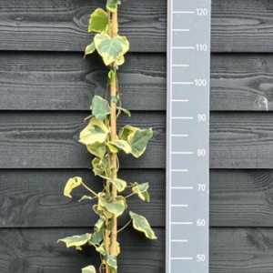 Hedera colchica 'Dentata Variegata' 150-175 cm vierkant rond 5,5L