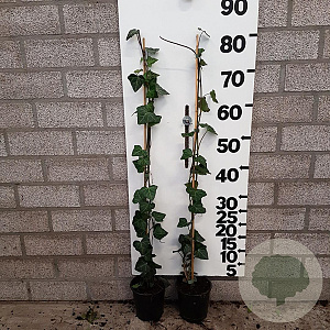 Hedera hel. 'Woerner' 80-90 cm C1.5 met stok