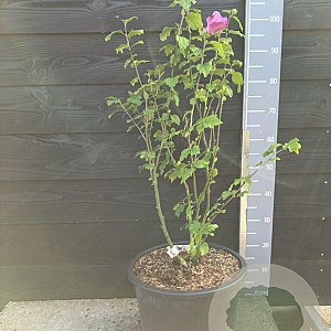 Hibiscus syr. Eruption 60-80 cm 20L