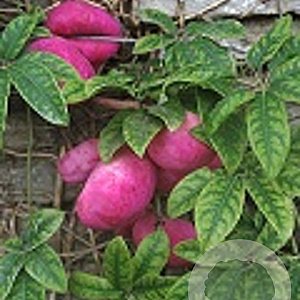 Holboellia latifolia 125-150 cm vierkant rond 5,5L