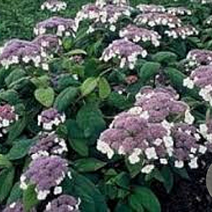 Hydrangea asp. 'Macrophylla' 150-175 cm 30L solitair