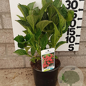 Hydrangea m. 'Alpenglühen' 25-30 cm 2,0L