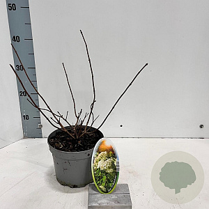 Hydrangea pan. 'Grandiflora' 20-25 cm 2,0L