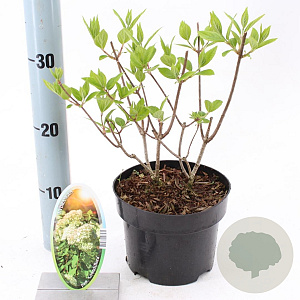 Hydrangea pan. 'Grandiflora' 20-25 cm 2,0L