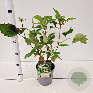 Hydrangea quercifolia 25-30 cm 2,0L