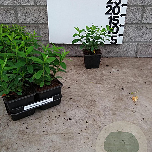 Hypericum calycinum plantgoed P9