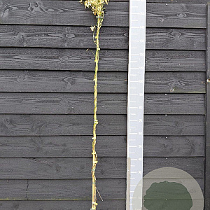 Jasminum officinalis Sunbeam 150-175 cm vierkant rond 5,5L