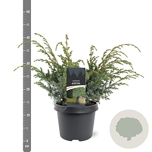 Juniperus chin. 'Blue Alps' 30-40 cm 3,0L