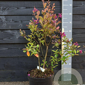 Lagerstroemia i. 'Benoit' 60-80 cm 7,5L