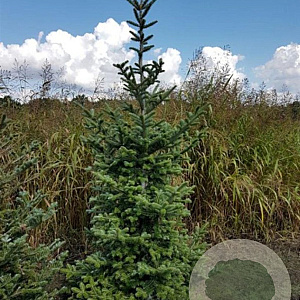 Abies fraseri 20-30 cm wortelgoed 4-jarig verplante zaailin