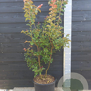 Lagerstroemia i. 'Bianco Grassi' 100-125 cm 20L