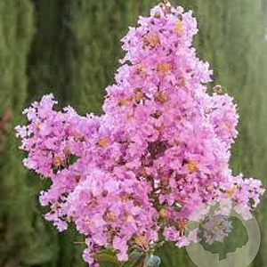 Lagerstroemia 'Lipan' 250-300 cm 7,5L spil gestokt