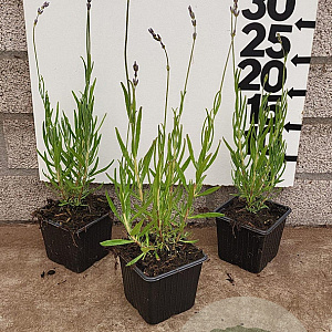 Lavandula ang. 'Dwarf Blue' plantgoed P9