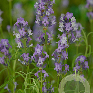 Lavandula ang. 'Munstead' GM P9
