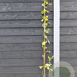 Lonicera brownii 'Dropmore Scarlet' 150-175 cm vierkant rond 5,5L