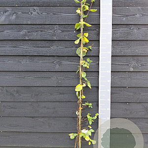 Lonicera brownii 'Dropmore Scarlet' 150-175 cm vierkant rond 5,5L