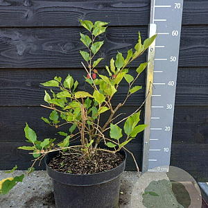 Morus rotundiloba BonBonBerry® Mojo Berry ('Matsunaga'PBR) nieuw 30-40 cm 7,5L