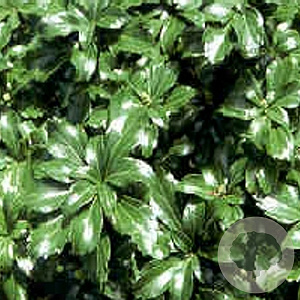 Pachysandra term. 'Green Sheen' GM P9