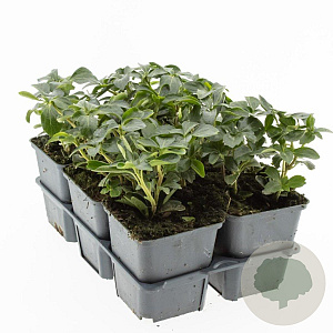 Pachysandra term. 'Green Sheen' GM P9