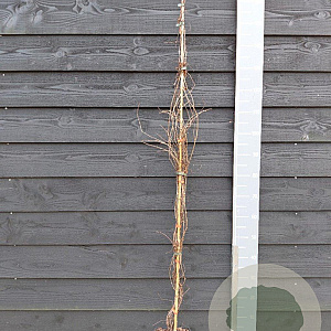 Parthenocissus quinq.engelmannii 150-175 cm vierkant rond 5,5L