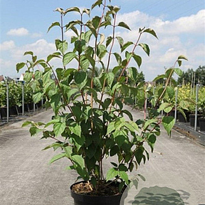 Philadelphus 'Starbright' 80-100 cm 10L