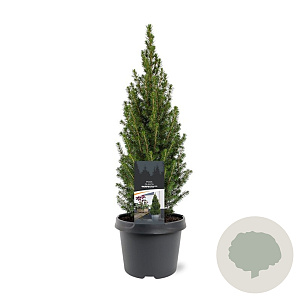 Picea gl. Perfecta 40-50 cm 3,0L