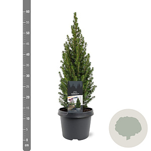 Picea gl. Perfecta 40-50 cm 3,0L