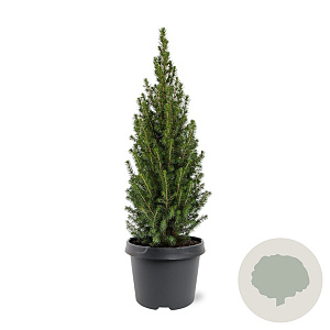 Picea gl. Perfecta 40-50 cm 3,0L