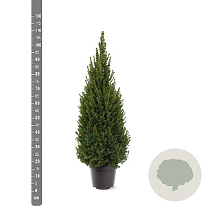 Picea gl. Perfecta 80-100 cm 7,5L