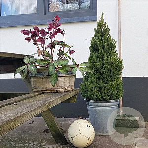 Picea gl. Perfecta 80-100 cm 7,5L